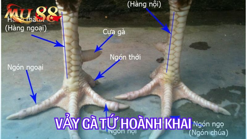 Vảy gà tứ hoành khai được săn lùng vì nó rất quý